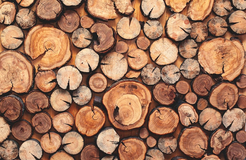 Commercial spruce timber can be produced from 28 to 40 years. Photograph: iStock