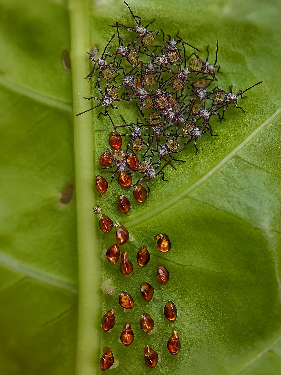 Bugs and shells on leaf.