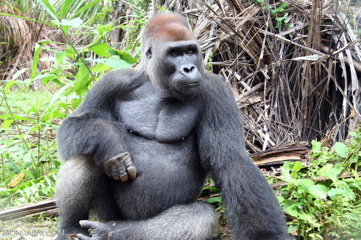 A Western lowland Gorilla from Gabon. The report found that gorillas are the second-most traded great ape for zoos and scientific research. Image by Rhett A. Butler/Mongabay.