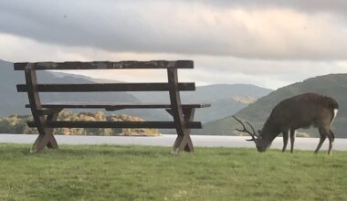 Deer and trees putting lives at real risk