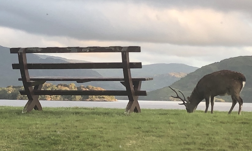 Deer and trees putting lives at real risk