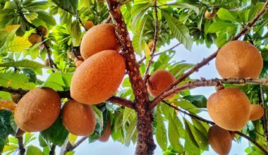 Health Benefits and Nutritional Value of Mamey Sapote