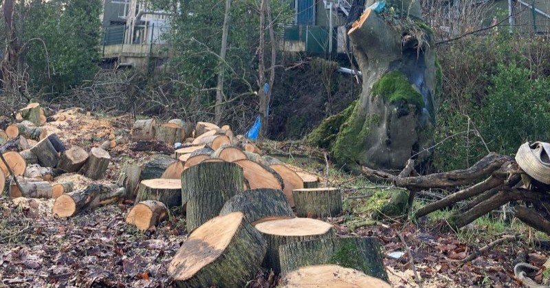 ‘Potential prosecution’ threat over felling of old east Donegal wood 