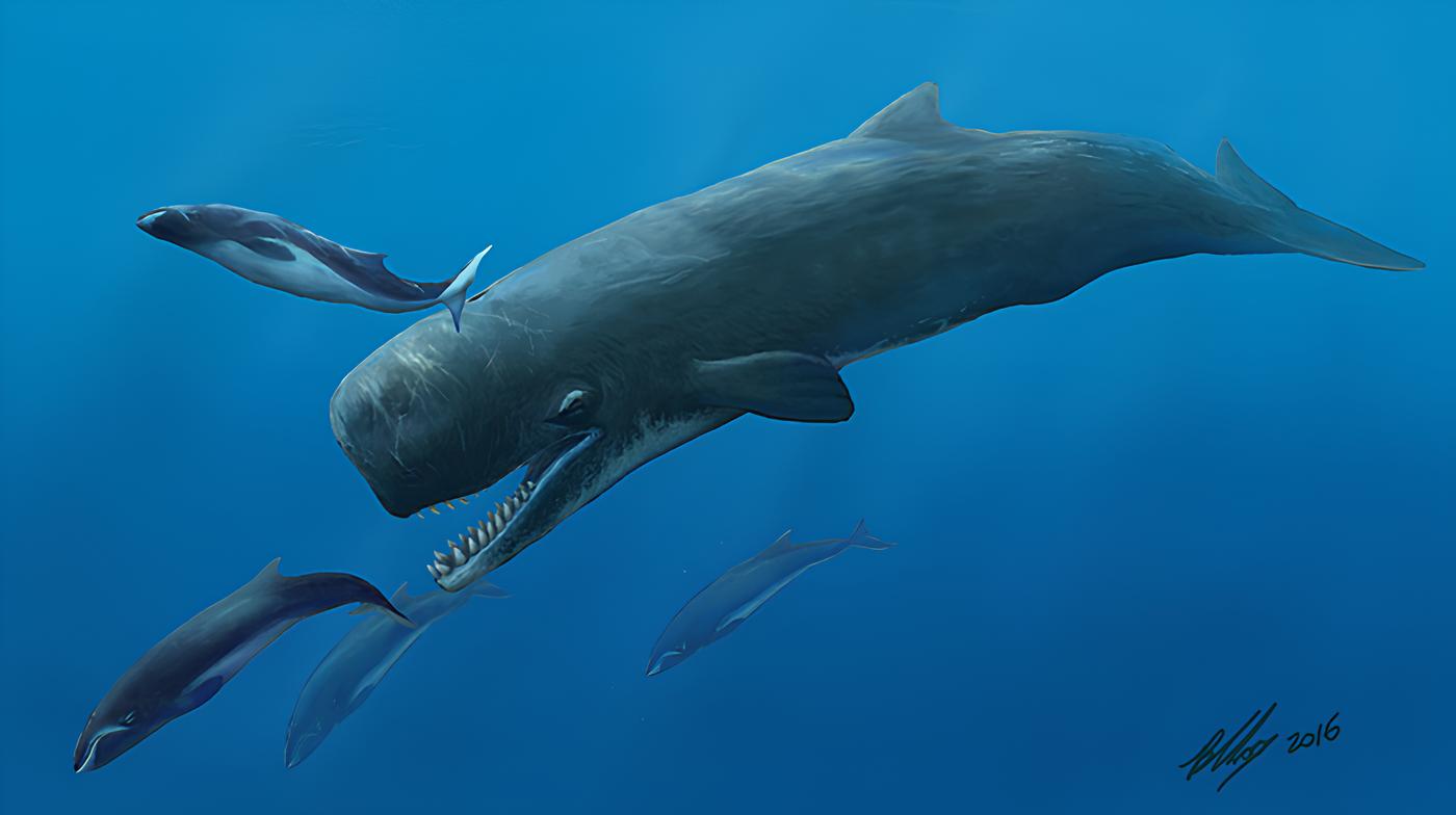 Reaching up to 17 meters in length, with teeth measuring 36 centimeters and the strength to hunt adult whales, Livyatan melvillei has established itself as the largest predatory marine mammal ever identified by science.