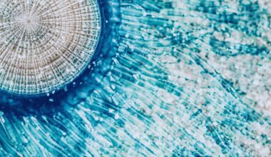 Meet The Sea’s Most Mysterious Creature, It Looks Like Sauron, But Bites Like A Jelly