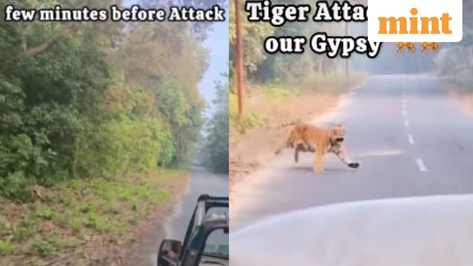 Caught on camera: Tiger runs toward safari gypsy in Jim Corbett, chilling video goes viral