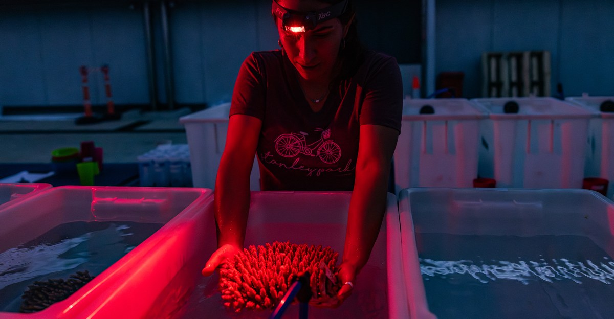Great Barrier Reef and climate change: See the largest effort to save Australia’s gem