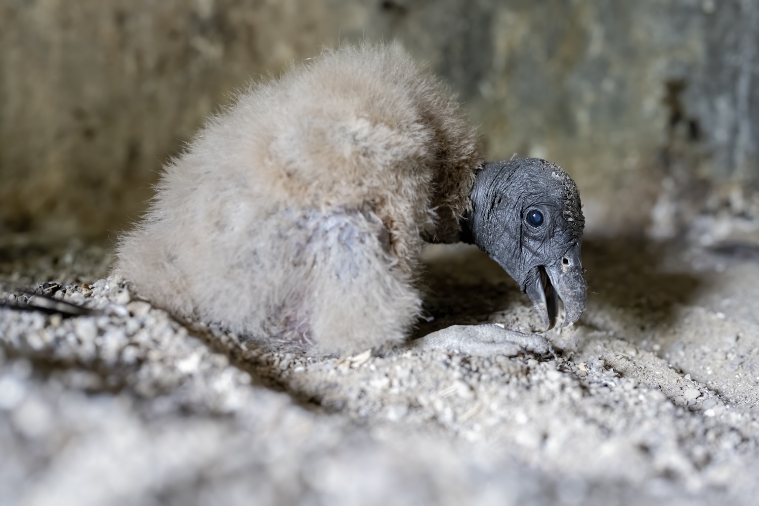 Three Andean condor chicks hatch in Colombia as species nears local extinction