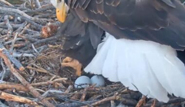 Watch: Nest camera confirms California bald eagles have a second egg