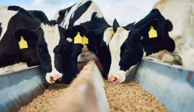 Fianna Fáil MEP criticises Mercosur opposition amid debate ‘focused exclusively on beef’ – The Irish Times