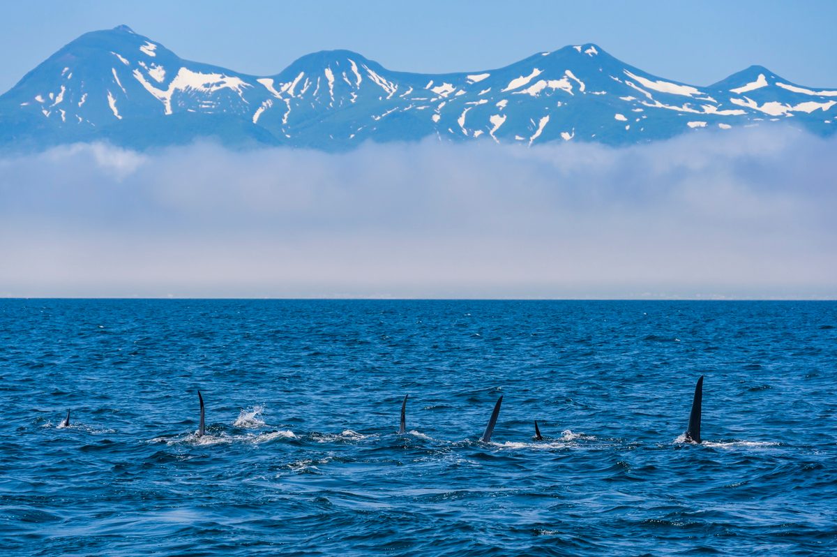 Orcas off the coast of Hokkaido