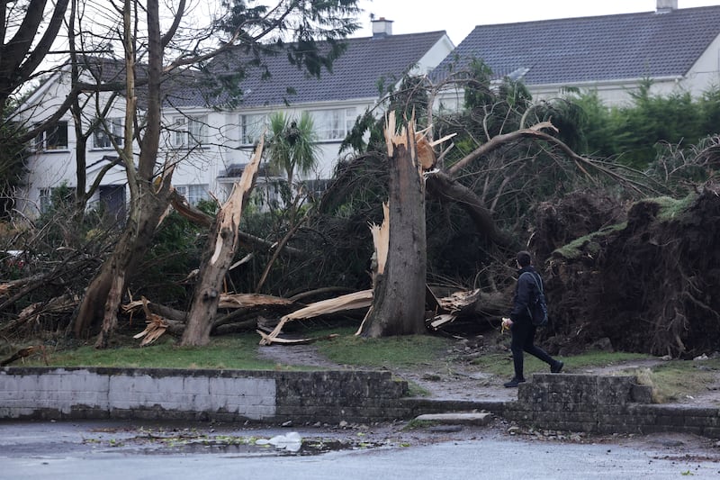 Storm damaged and fallen trees at Glenanail Drive in Galway City during Storm Éowyn.
Photograph: Alan Betson 

