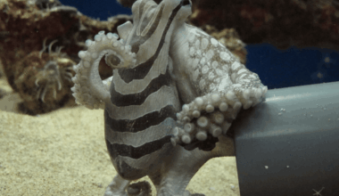 "A quick tap then startles their prey into fleeing straight into the open tentacles" – A shadowy hunter that waits silently for the perfect moment to strike