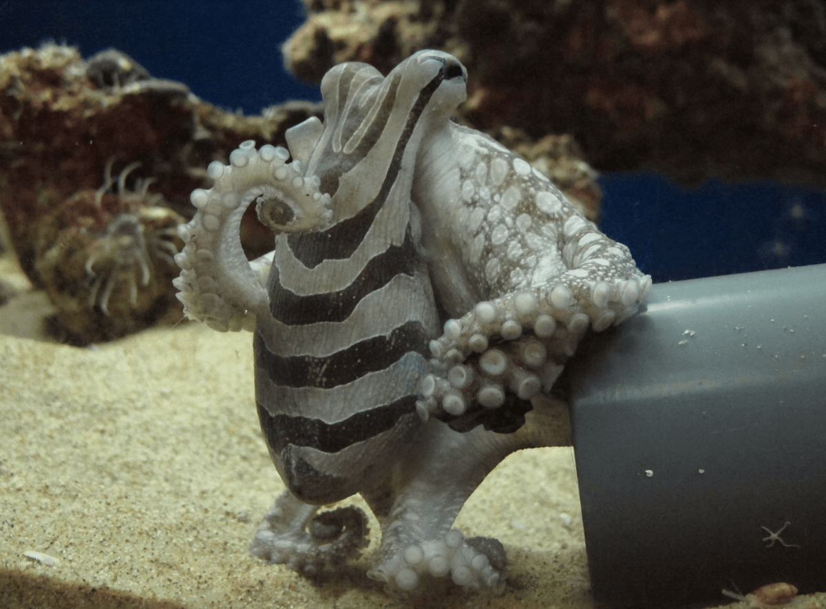 "A quick tap then startles their prey into fleeing straight into the open tentacles" – A shadowy hunter that waits silently for the perfect moment to strike