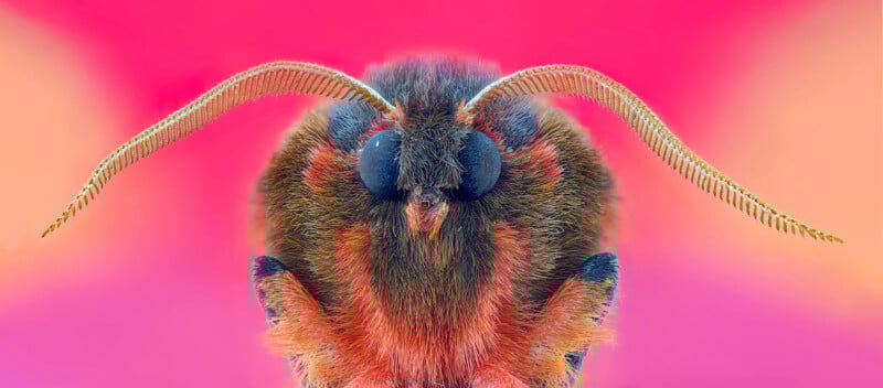 Close-up of a moth's fuzzy face and segmented antennae against a vibrant pink and orange gradient background. The moth shows detailed textures and colors, with large black eyes and fine hair on its head.