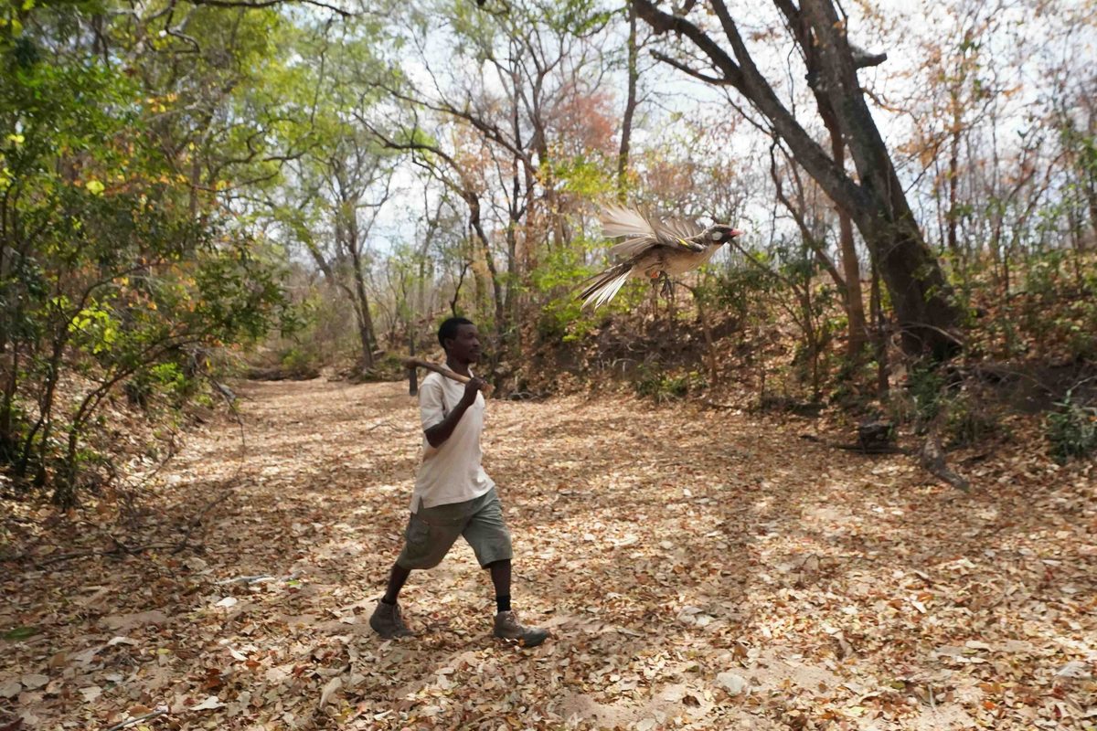 Yao honey-hunter from northern Mozambique, with a male greater honeyguide