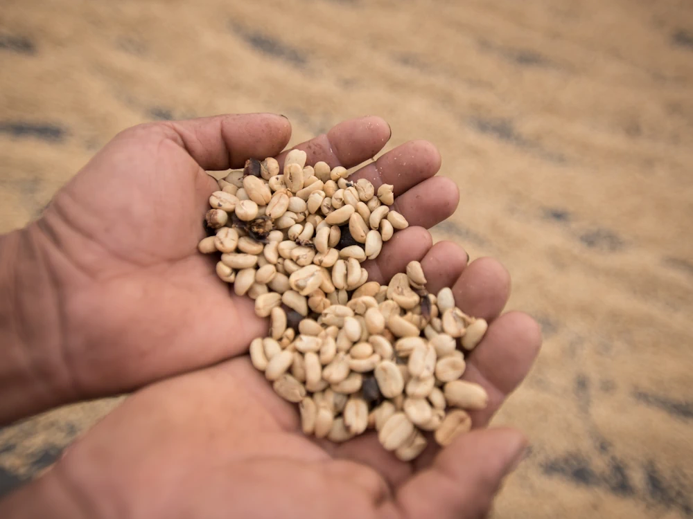 A person holds green coffee on a farm in Peru.