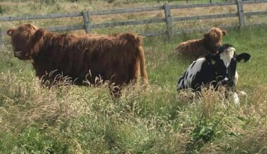Shock closure of popular Copper Coast Mini Farm in Waterford sparks widespread sadness