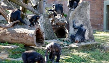 Homosexuality is common among 60 species of primates, study finds