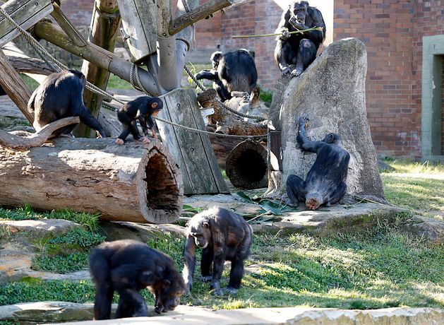 Homosexuality is common among 60 species of primates, study finds