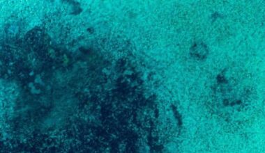 Scientists Discover What Vanished From The Oceans After The Dinosaurs Died Out