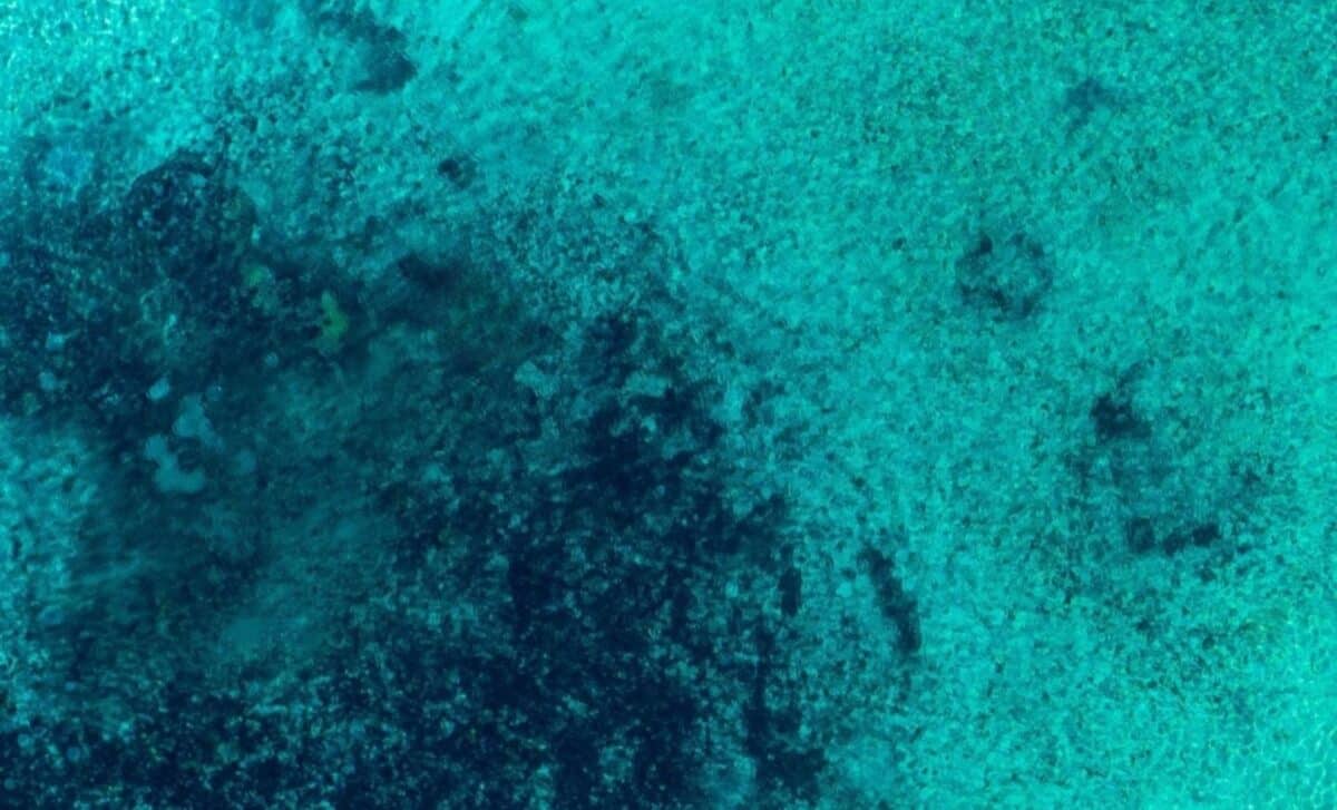 Scientists Discover What Vanished From The Oceans After The Dinosaurs Died Out