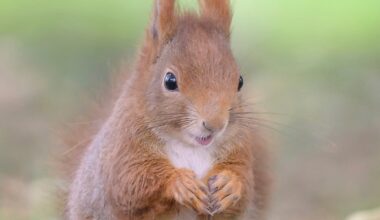 Scientists Finally Understand How Animals Experience Joy