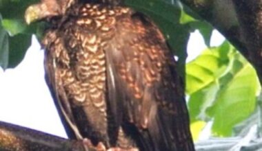 A blurry photo of a strange bird