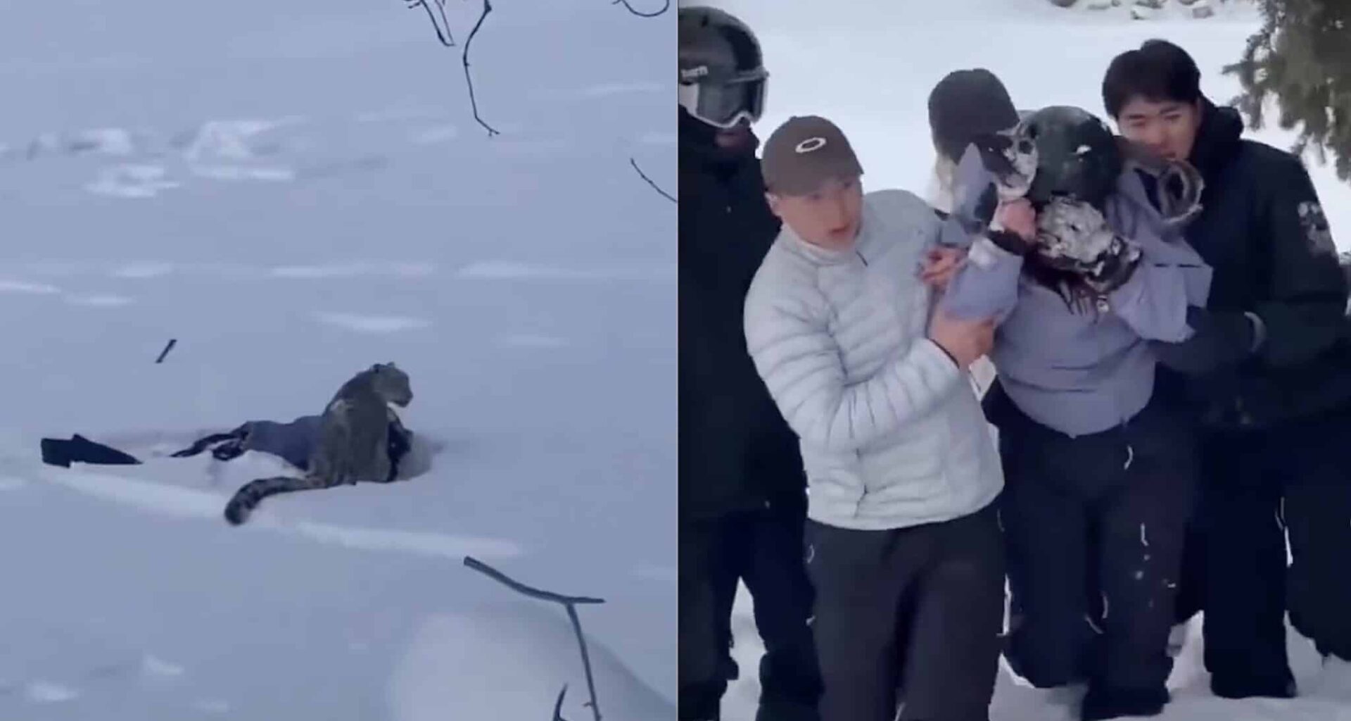 Snow Leopard Attacks Skier Near Chinese Ski Area
