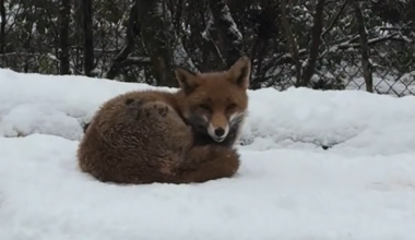 Watch: Animals at Wild Ireland enjoying snowfall in Donegal