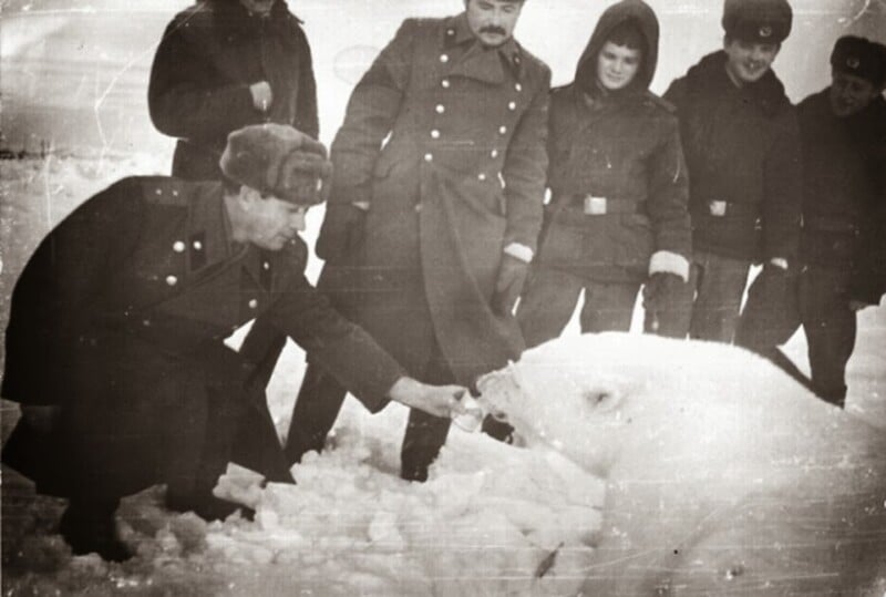 A group of people in winter uniforms stand in the snow, while one person kneels to feed a polar bear. The scene appears old and is in black and white.