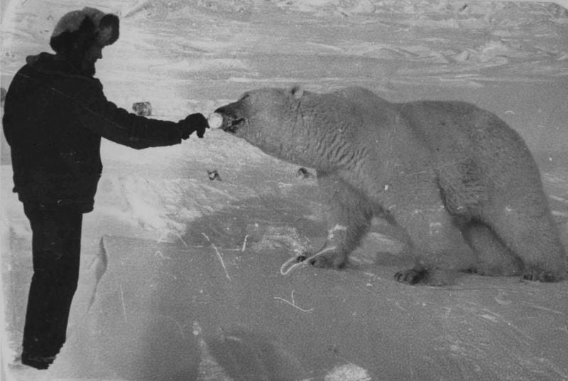 A person wearing winter clothing and a fur hat extends a hand toward a large polar bear standing on snow, as if feeding or interacting with the animal in an icy environment.