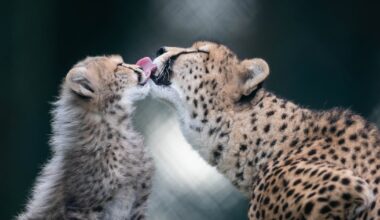 New cheetah cubs at Cork’s Fota Wildlife Park a boon to endangered species – The Irish Times