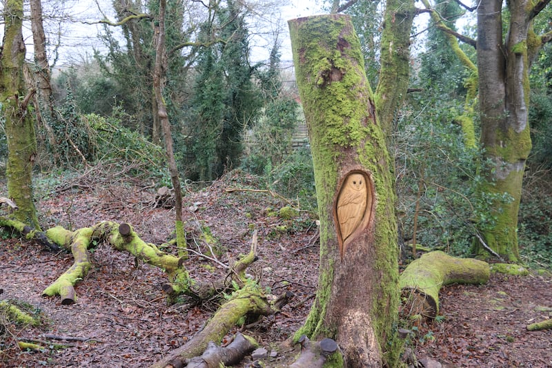 A sculpture of an owl carved from a storm-damaged tree in Barna Woods. Photograph: Ronan McGreevy