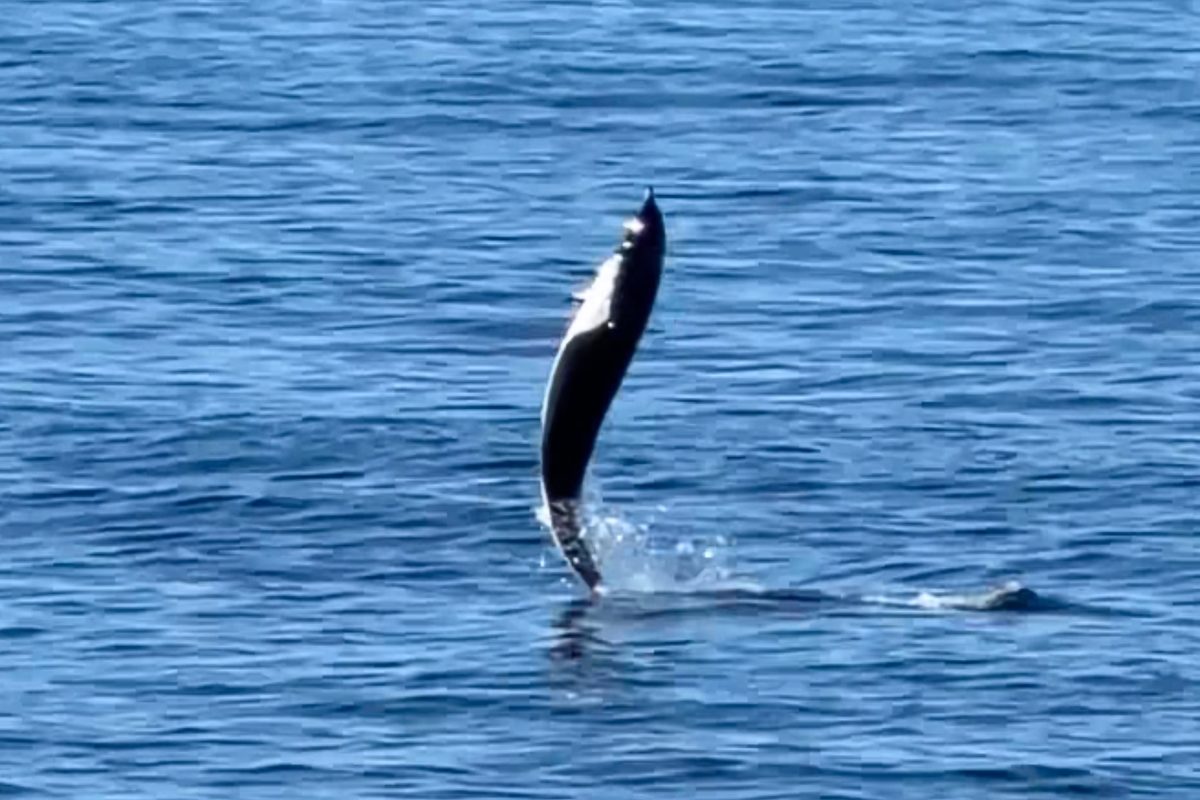 Tail walking dolphin