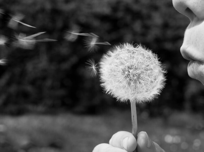 A person holding a dandelion puff and blowing its seeds away, which float in the air. The image is in black and white, with the background softly blurred.