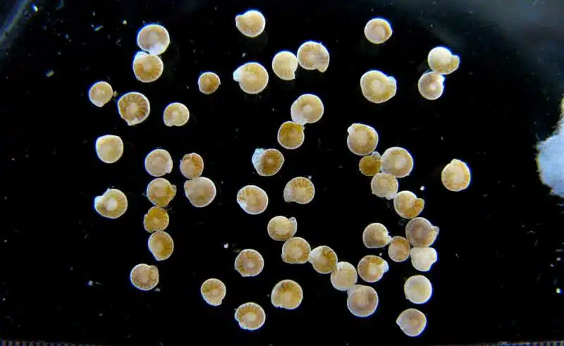 Tiny Marine Fossils Extracted From The Ocean Floor.