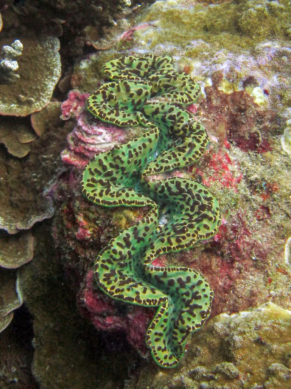 Tridacna maxima in Fagasa, American Sāmoa