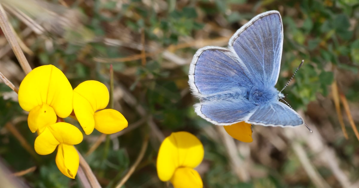 an urgent wake-up call – The Irish Times