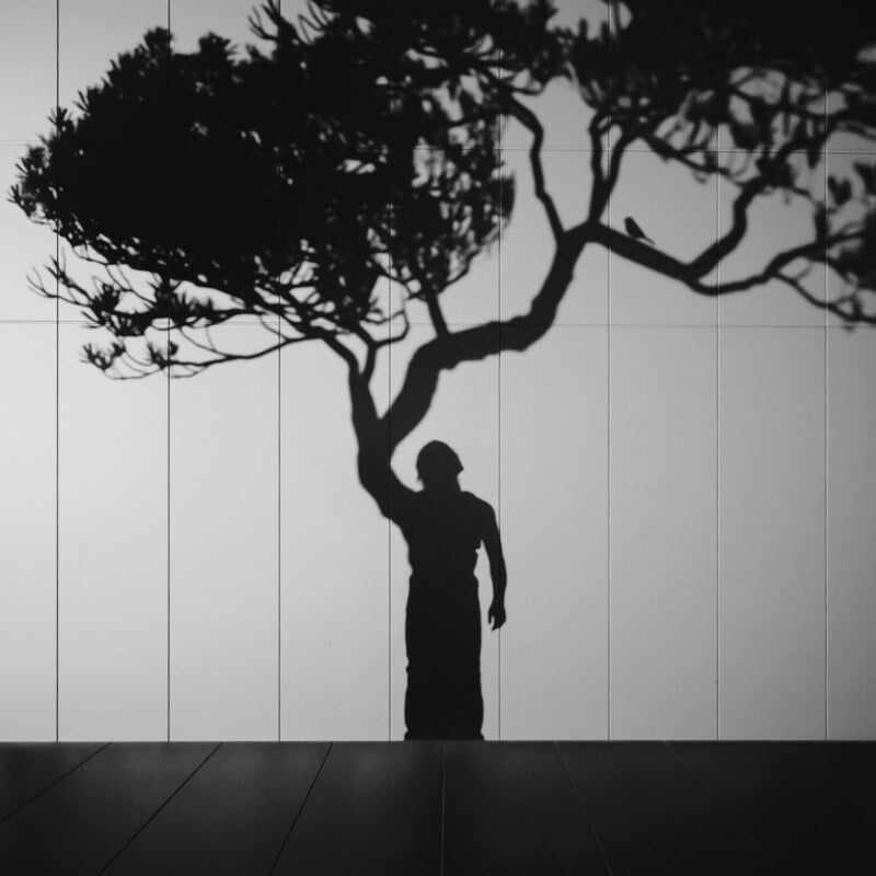 A shadow of a tree with spreading branches appears on a wall, blending with the shadow of a person standing so that the tree’s trunk and branches seem to grow from the person's head and shoulders.