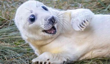 Let These Adorable Newborn Seal Pups Brighten Up Your Day as They Pose for Photos