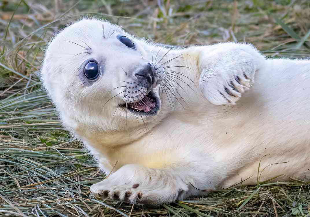 Let These Adorable Newborn Seal Pups Brighten Up Your Day as They Pose for Photos
