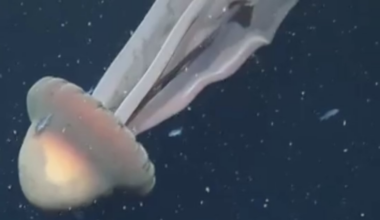 Divers Capture Terrifying Footage of Rare ‘Phantom Jellyfish’ Off Argentina Coast
