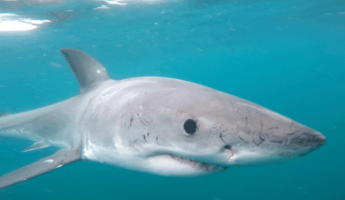 South Africa’s great white shark population worries researchers