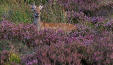 Ireland’s sika deer may face cull following ‘invasive species’ classification – The Irish Times