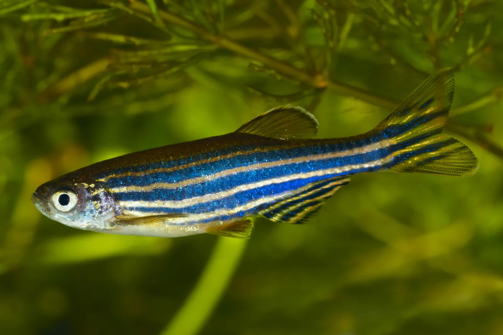 Danio rerio: the fish that dissolves its own bones, rebuilds its skeleton, and has become the greatest living model of biological regeneration.