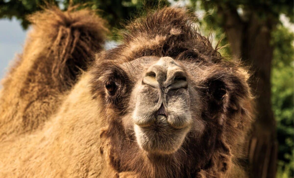 A Camel Species Lives On Saltwater And Radiation