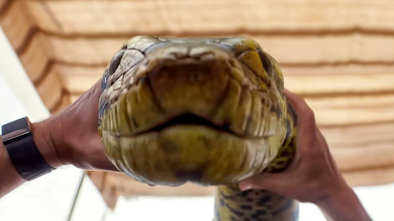 A pair of hands holding a snake toward the camera in Anaconda 2025