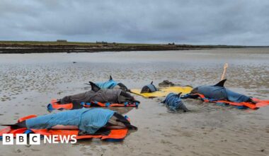 Dolphins and young rescued after stranding on Orkney beach