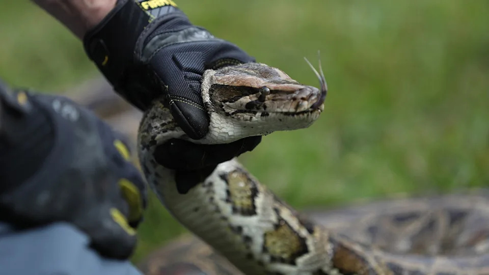 Hand holding neck of a python